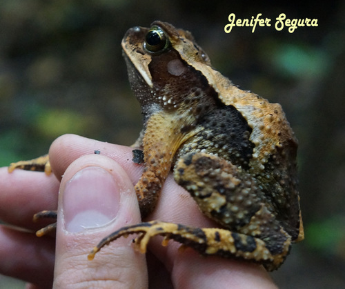 Mountain Toad