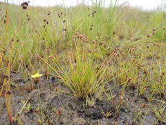 Isolepis costata
