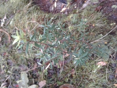 Leptecophylla juniperina
