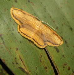Drapetodes mitaria