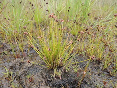 Isolepis costata