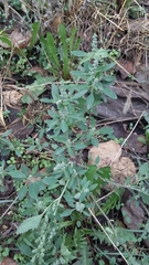 Chenopodium album