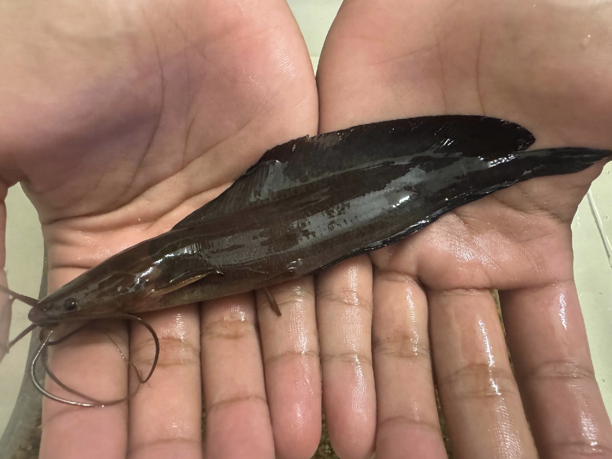 Blackskin Catfish photo 4