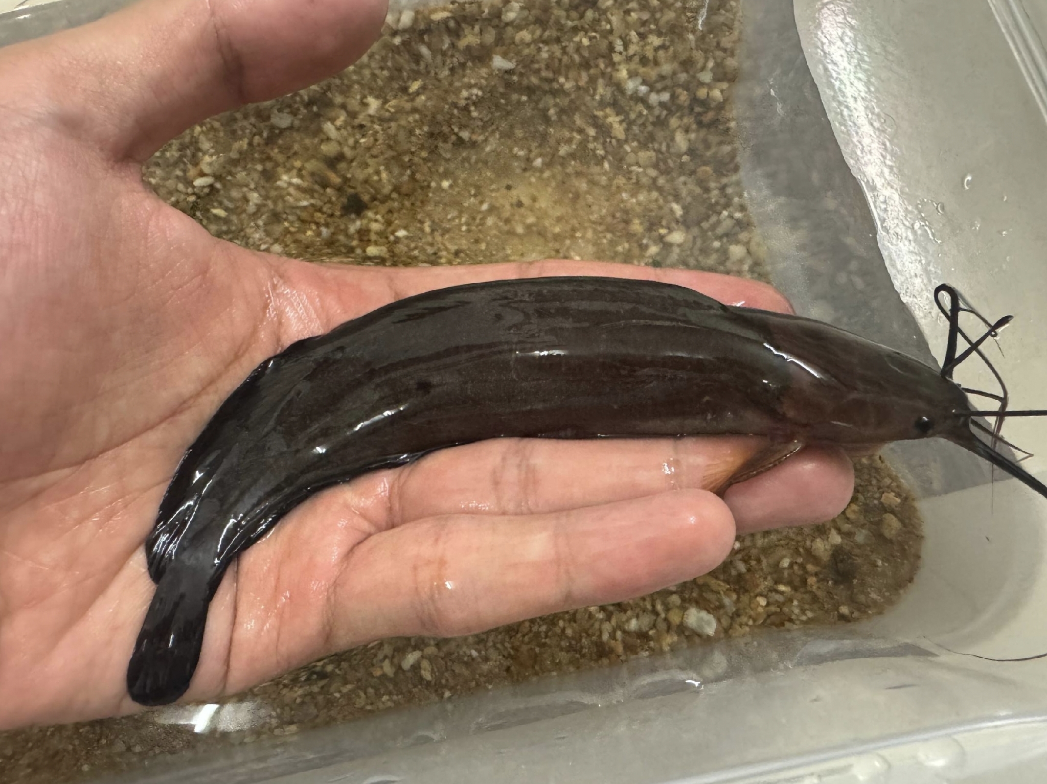 Blackskin Catfish photo 5