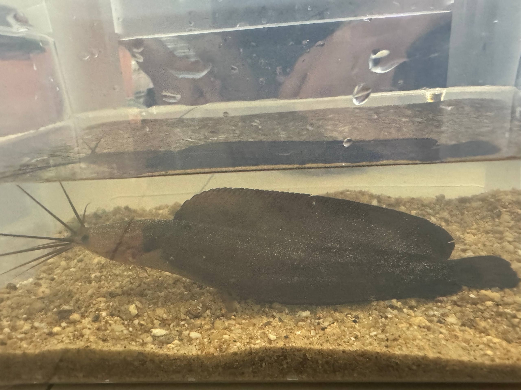 Blackskin Catfish photo 6