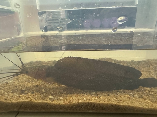 Zwartvel-kuilmeerval (Clarias meladerma) — Clariidae — 3