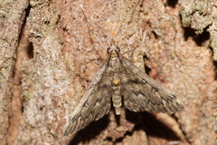 Proternia philocapna