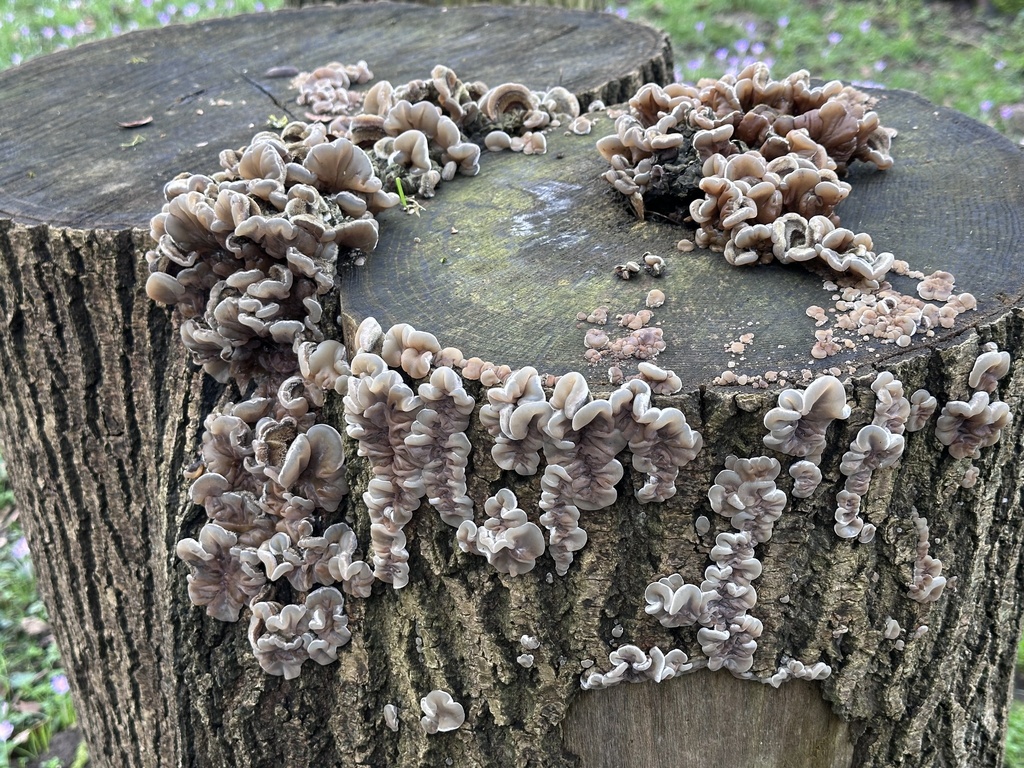 Auricularia mesenterica · February 2026 · photo: © testzzz (iNaturalist, cc-by)