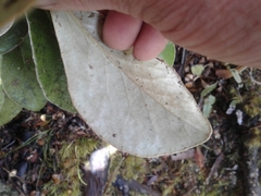 Brachyglottis elaeagnifolia