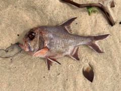 Trachichthys australis