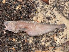 Lotella rhacina