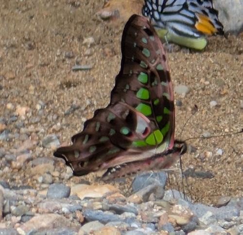 Graphium agamemnon