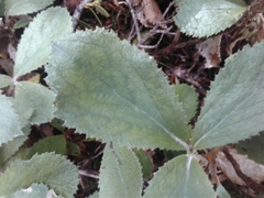 Macrolearia colensoi