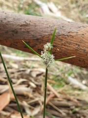 Cyperus gymnocaulos