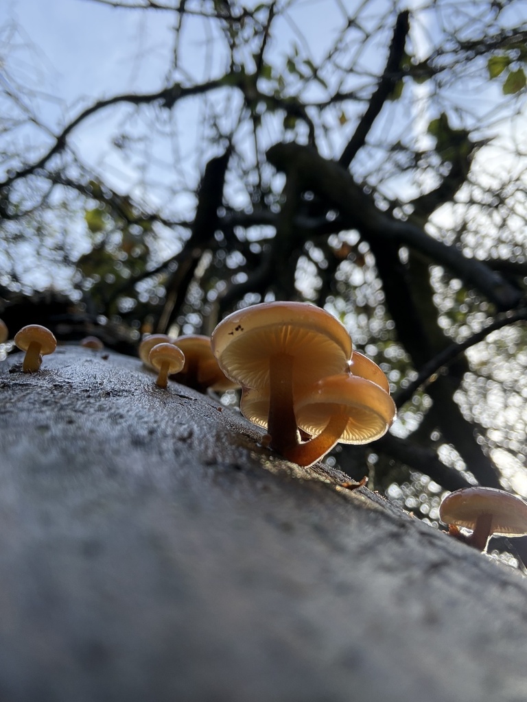 Flammulina · February 2026 · photo: © cjoynson (iNaturalist, cc0)