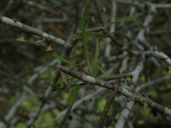 Melicytus flexuosus
