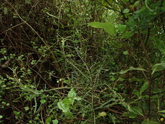Melicytus flexuosus