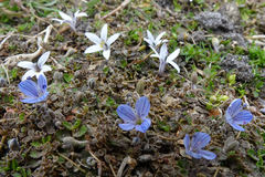 Veronica lilliputiana