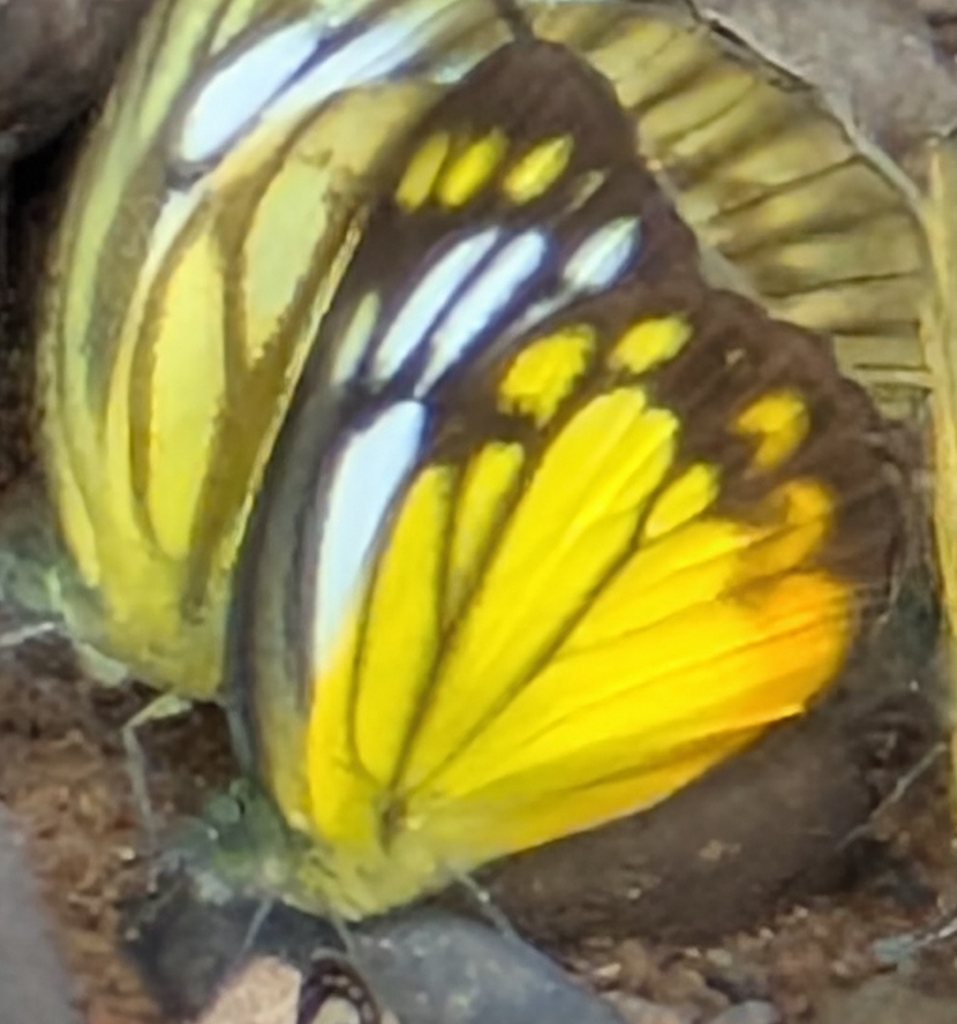 Cepora iudith (Cepora iudith)