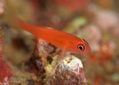 Redface Dwarfgoby photo 4