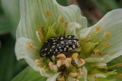 Oxythyrea testaceoguttata