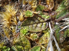 Brachyglottis bellidioides