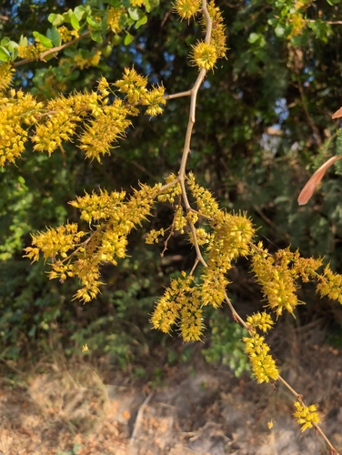 Haematoxylum campechianum