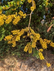 Haematoxylum campechianum