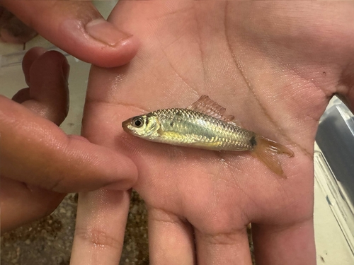 Spotted bonylip barb (Osteochilus spilurus) — Cyprinidae — 2