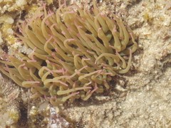 Snakelocks Anemone