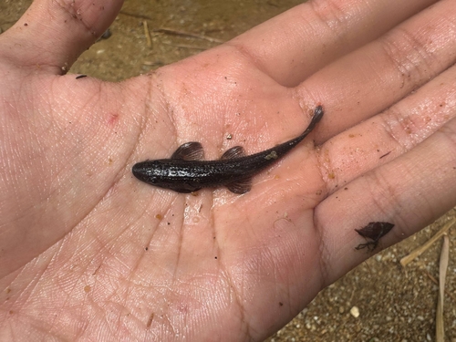 Zollingers stroomloach (Balitoropsis zollingeri) — Balitoridae — 5