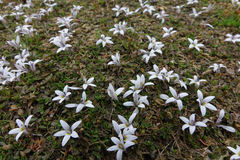 Lobelia perpusilla
