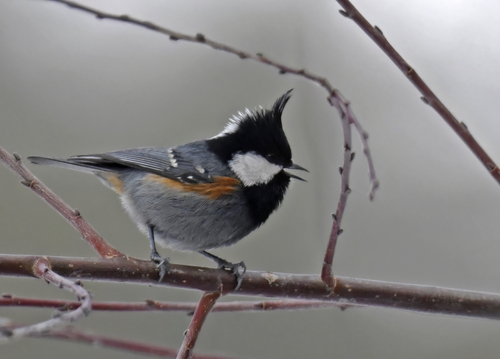 Coal Tit