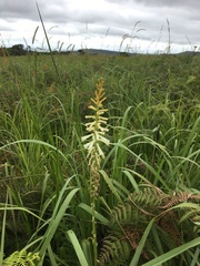 Kniphofia gracilis
