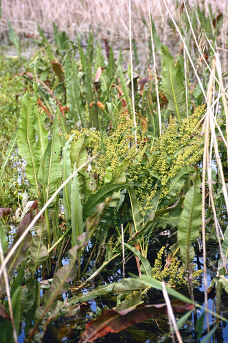 Water Dock (Rumex hydrolapathum)