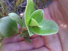 Coprosma serrulata
