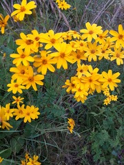 Tagetes zypaquirensis
