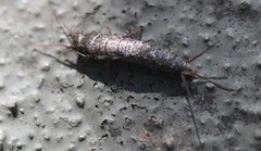 Allacrotelsa spinulata