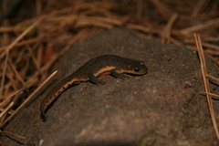 Anatolian Banded Newt photo 3
