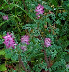 Fumaria densiflora