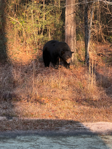 American Black Bear photographed in Alabama