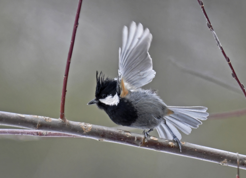 Rufous-naped Tit
