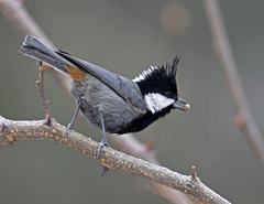 Rufous-Naped Tit photo 5