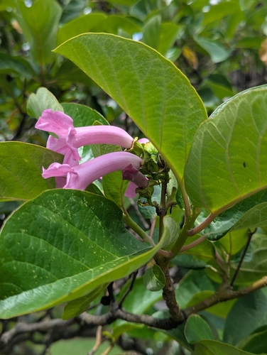 Delostoma integrifolium