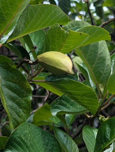 Delostoma integrifolium