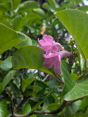 Delostoma integrifolium