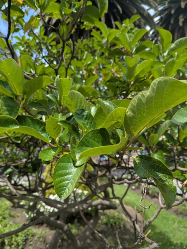 Delostoma integrifolium