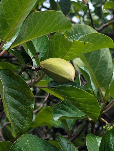 Delostoma integrifolium