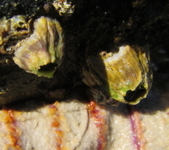 Austromegabalanus nigrescens