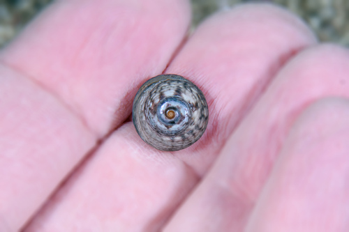 Tegula excavata observed 2025-12-30